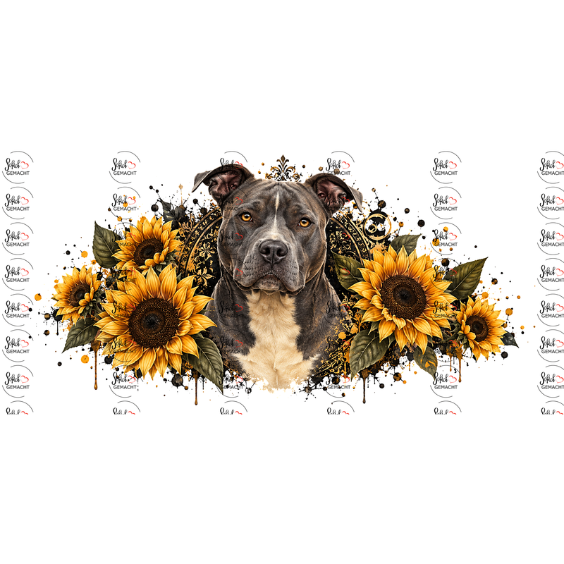 American Staffordshire Terrier – Blue Beauty mit goldenem Blick