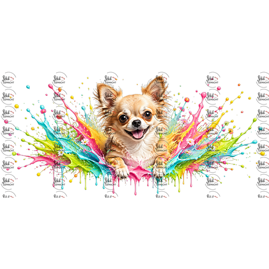 Chihuahua im Farbrausch