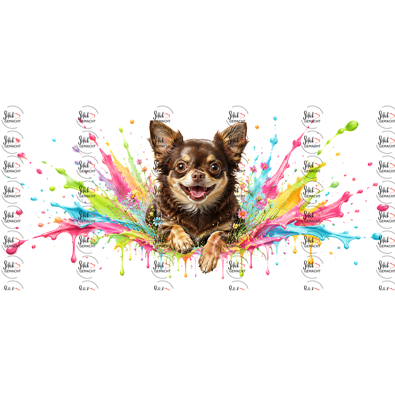 Chihuahua im Farbwahn