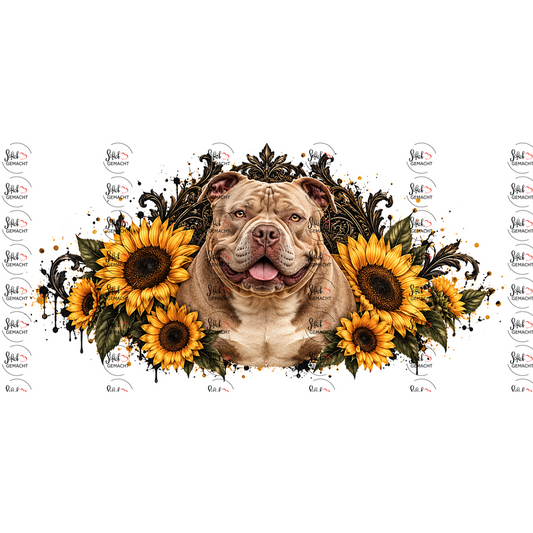 American Bully – Kraftpaket mit Lächeln