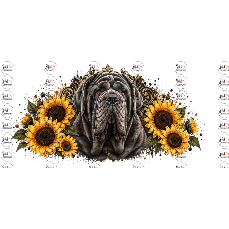 Mastino Napoletano – Majestät in Grau