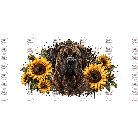 Presa Canario – Gestromte Stärke, goldener Rahmen