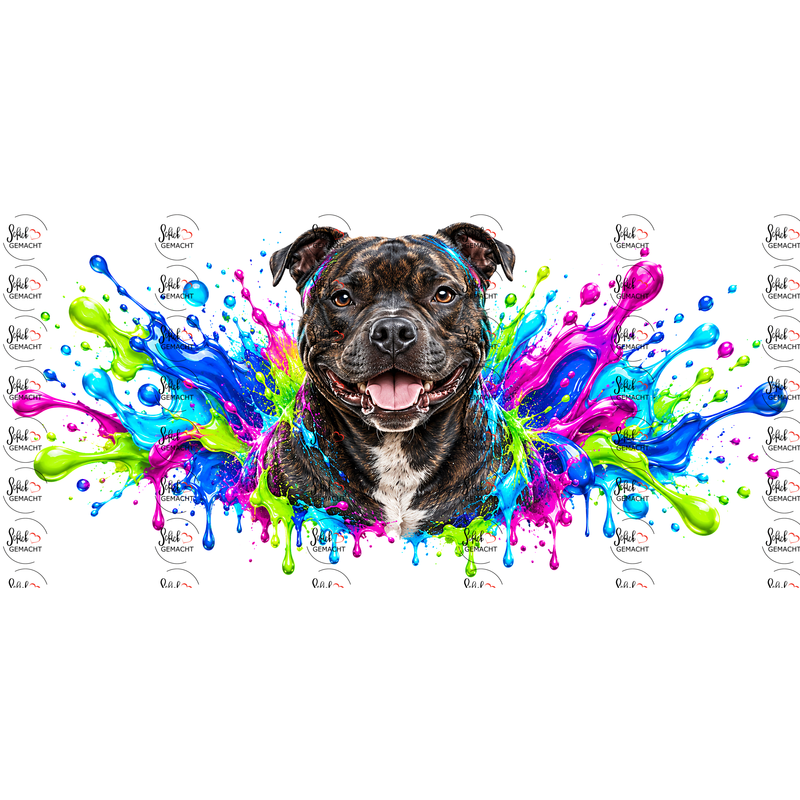 American Stafford Terrier im Farbwahn