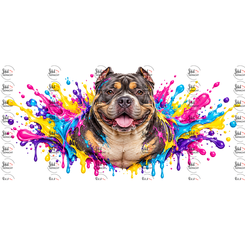 American Bully im Farbwahn